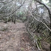 Plants: image 21 Of 208 Thumb